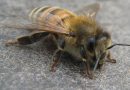Pollen-nyttig mat från bikupan